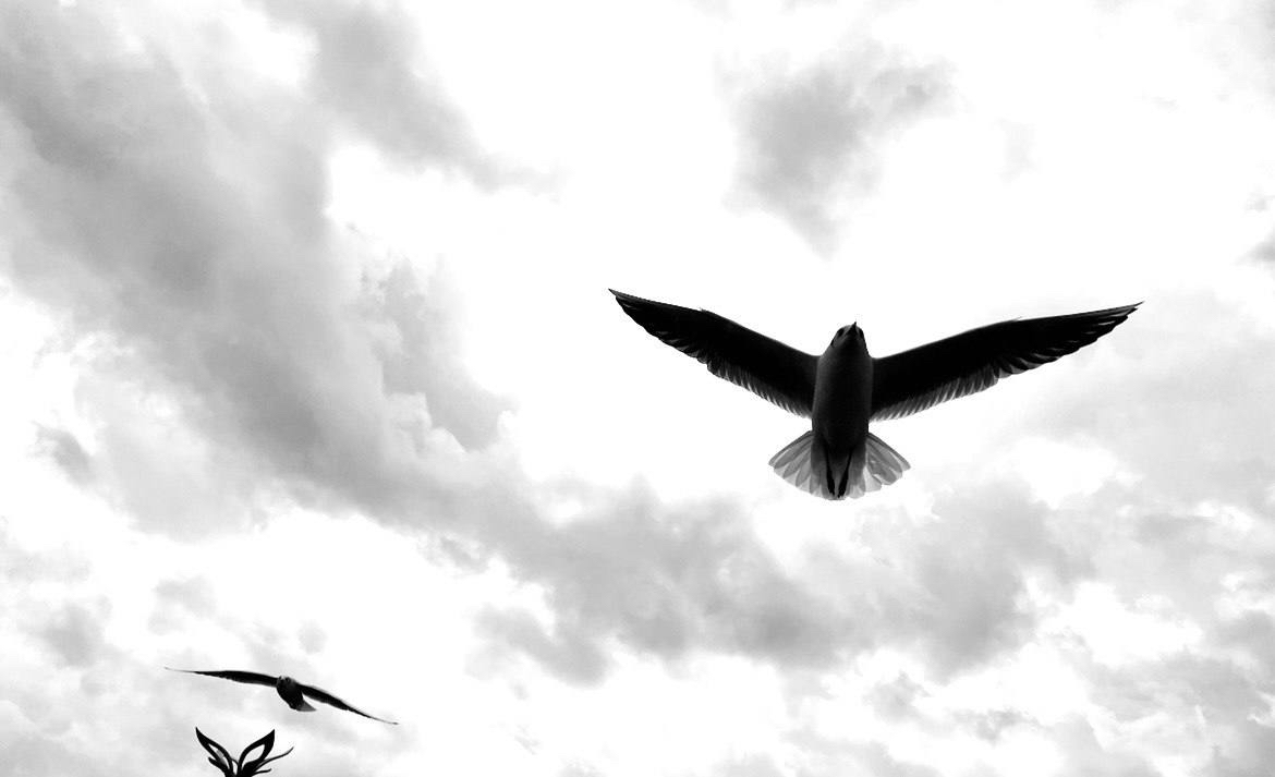 Birds flying through a bright cloudy sky