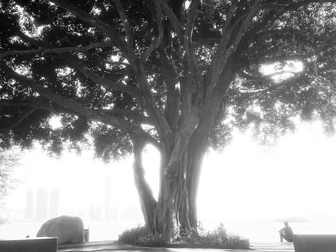 Large tree against overexposed light